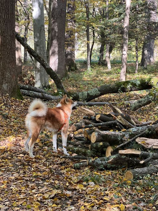 Вʼязка Акіта Іну, кобель