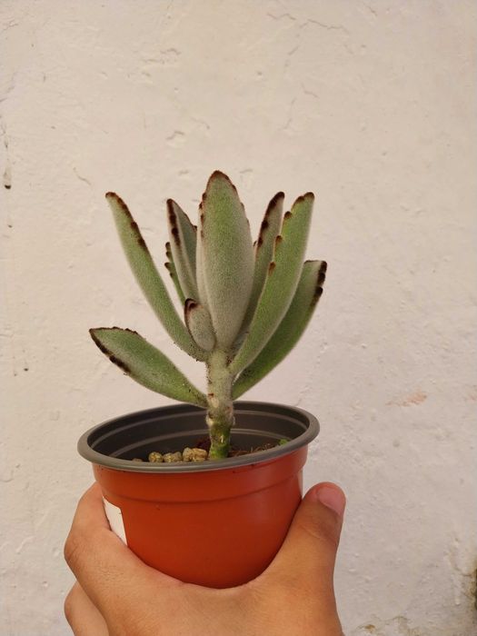 Suculenta orelha de gato