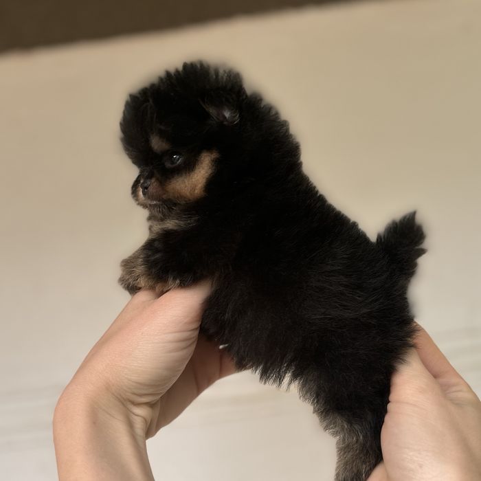 Міні дівчинка тип ведмедика