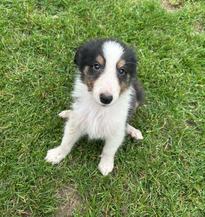Owczarek szkocki Collie piesek