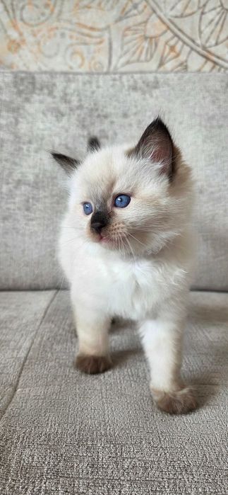 Ragdoll Seal Point – kot z rodowodem Siedlce