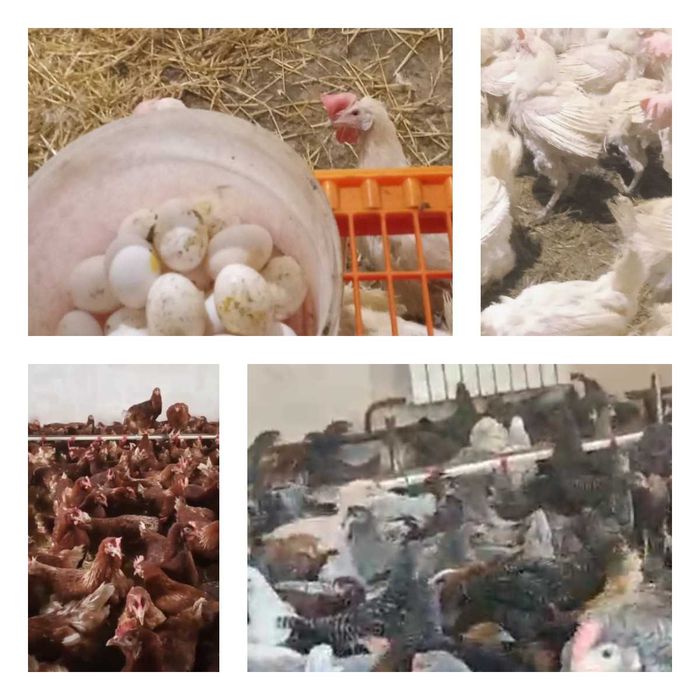 Продам кури несушки! Доставка безкоштовна. Гребінка!