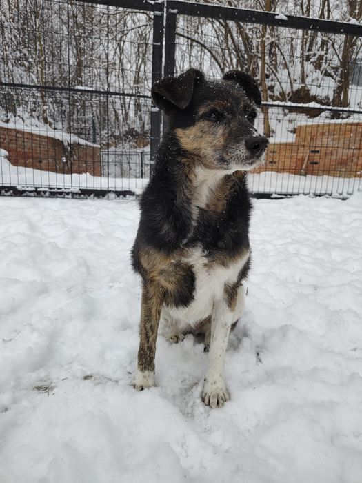 Spokojna sunia Wanda szuka domu