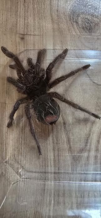 Theraphosa blondi