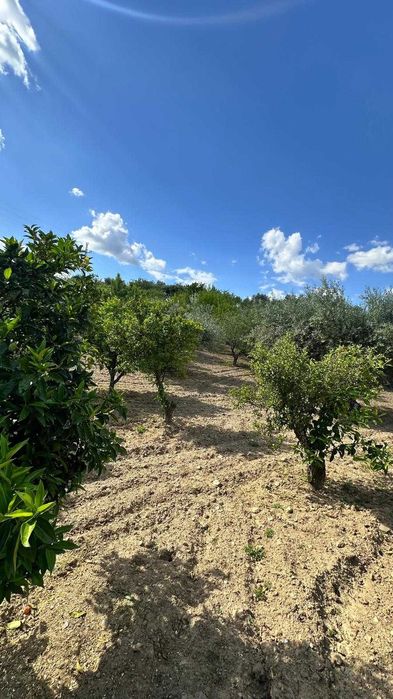 Terreno de 1,04 ha em Vila Flor (Vale da Vilariça) – Com Água (Furo/Tanque), Armazém Agrícola e Vistas Fantásticas