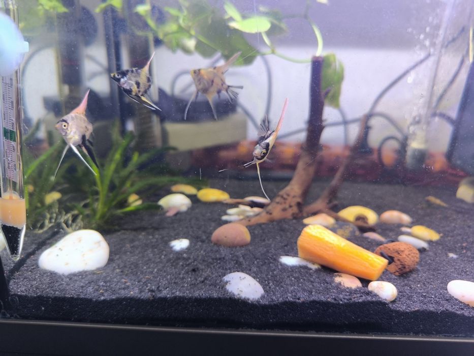 Escalares Koi adolescentes e adulto