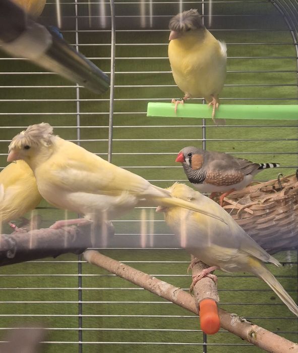 Kanarki samice i samce