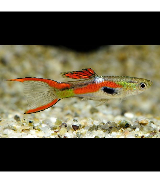 Guppies endler juvenis