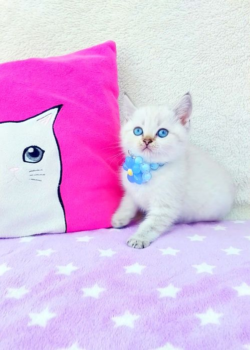 Наймиліший котик золота шиншила