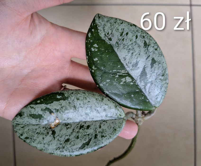 Hoja hoya wilbur graves