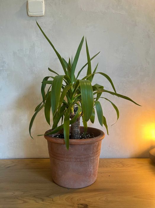Juka (Yucca elephantipes)