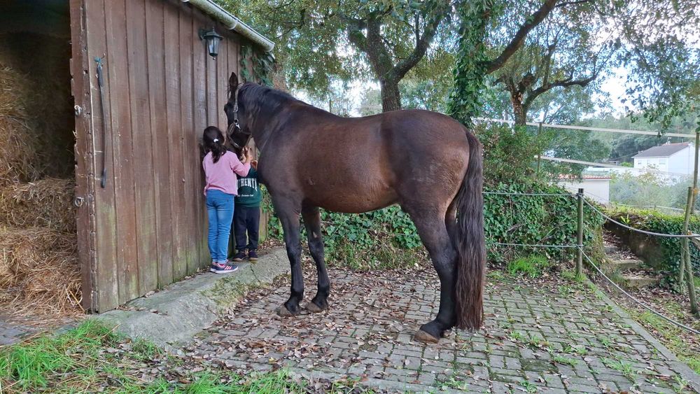 Cavalo cruzado - castrado - 12 anos