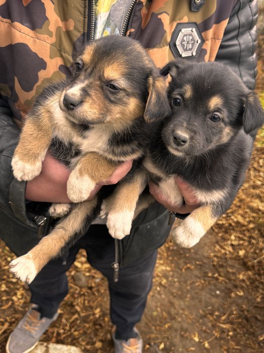 Терміново шукаємо родину