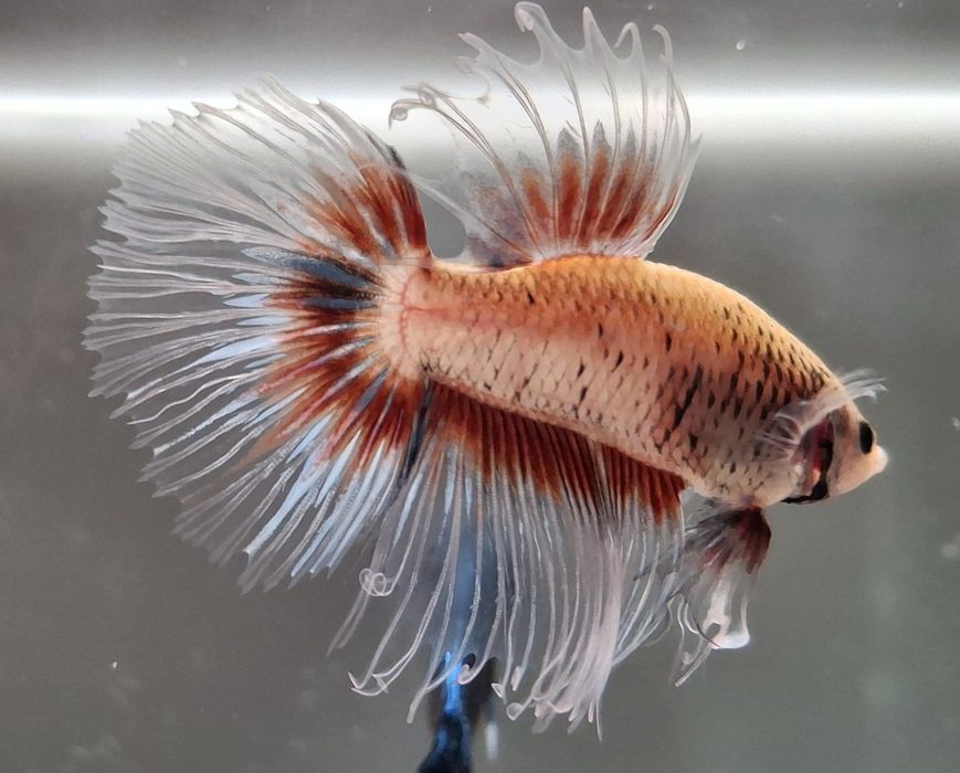 Machos peixe Betta apenas 5€