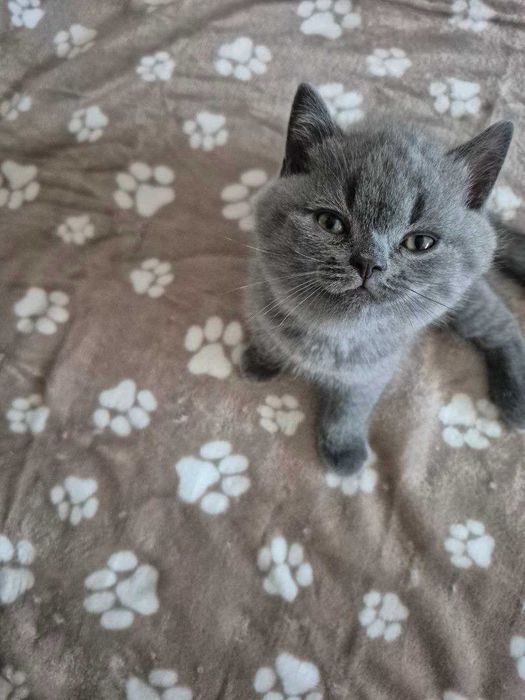 Gatinho Scotish Straight