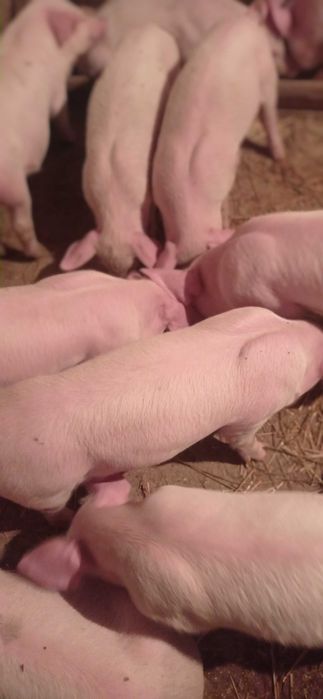 Продам поросят гарненьких