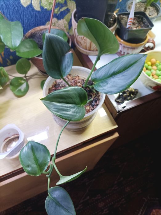 Хойя Керрі зелена