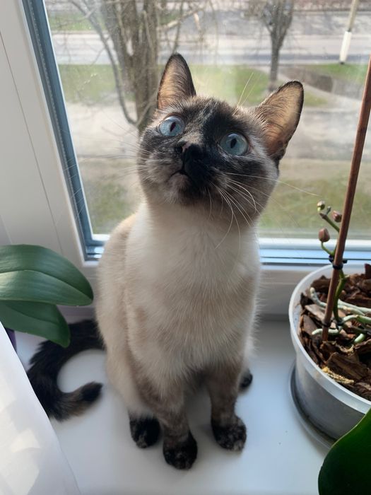 Терміново, потрібен кіт для вʼязки