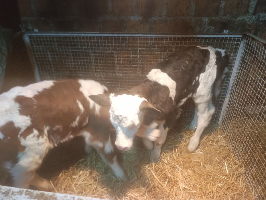 Sprzedam Byczki 5 tygodni