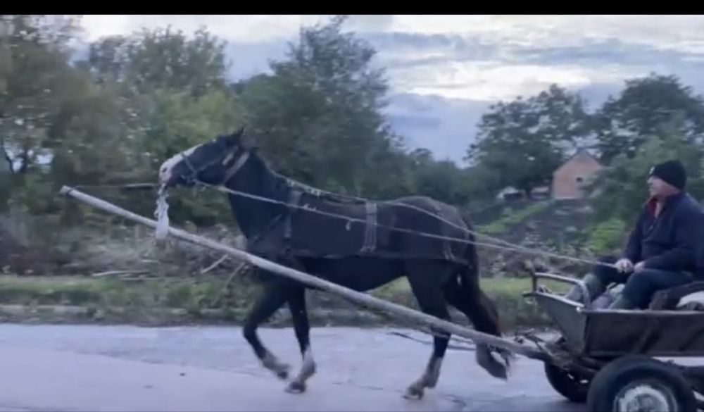 Продається кінь!!