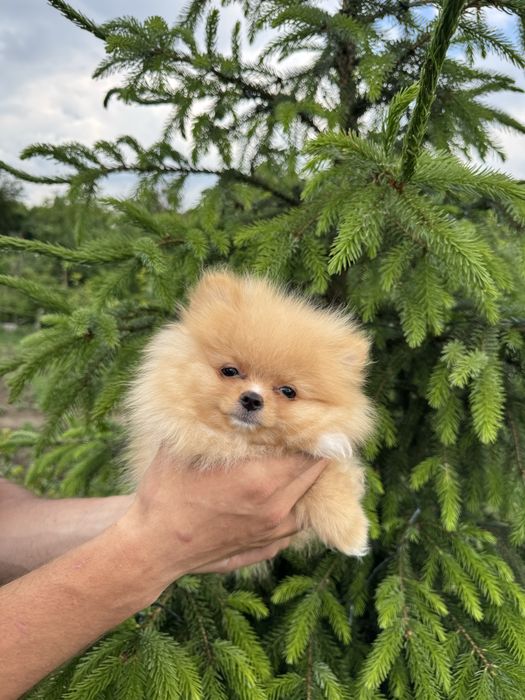 Шпіц документи КСУ хлопчик