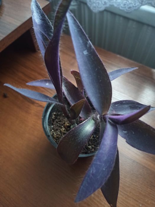 Trzykrotki różne odmiany rosnące i ciete