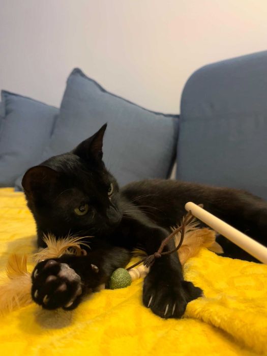 SuLari Petsitting, Pet Walking & Hospedagem