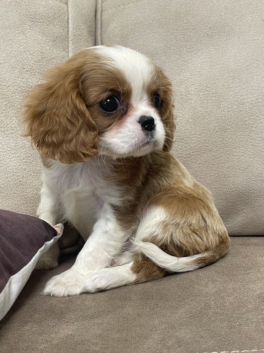 Кавалер кинг чарльз спаниель мальчик