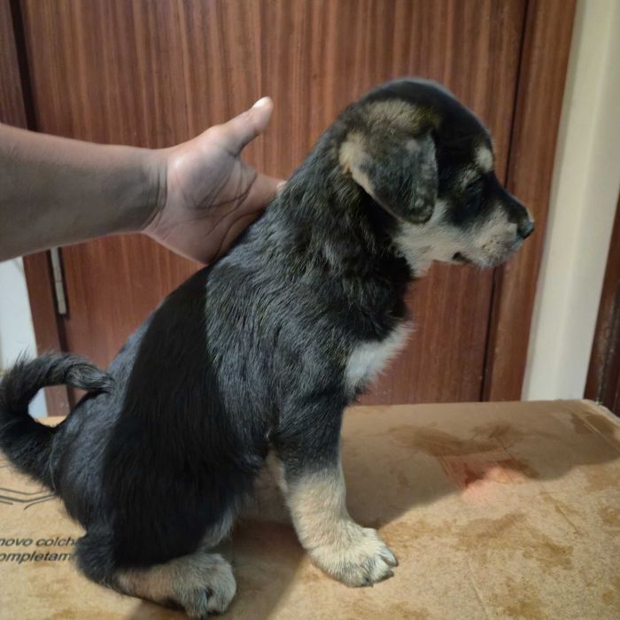 Cães bebés para dar