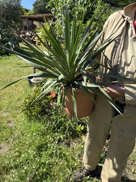 Yucca gloriosa ornamental