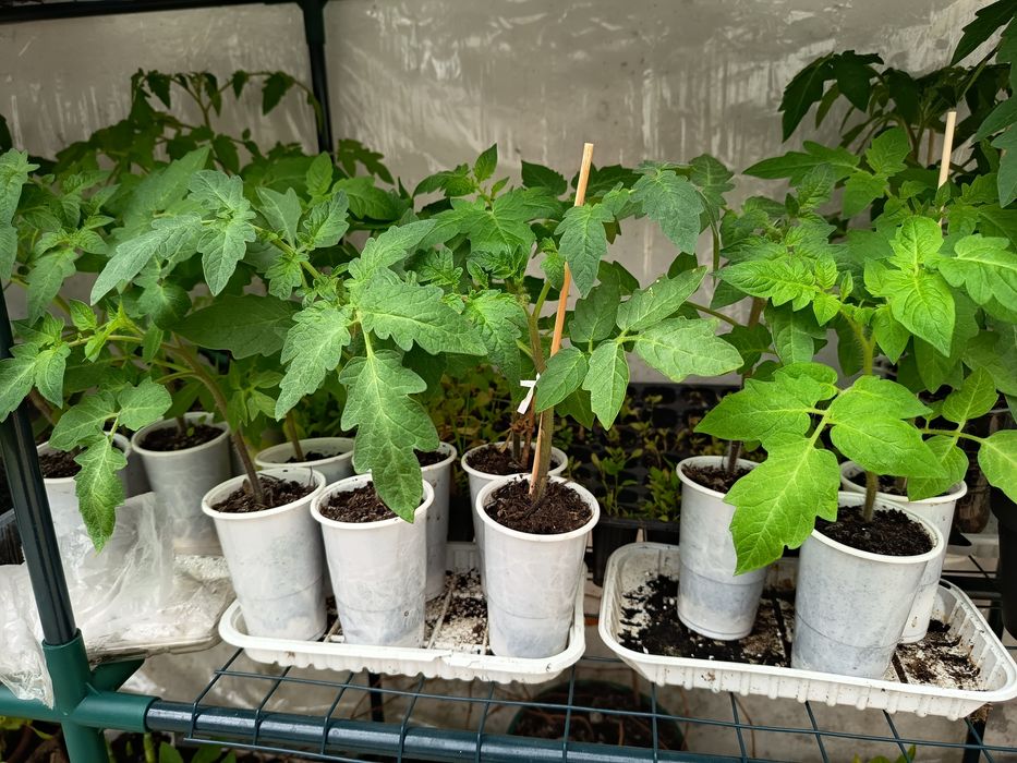 Mudas de  Tomate