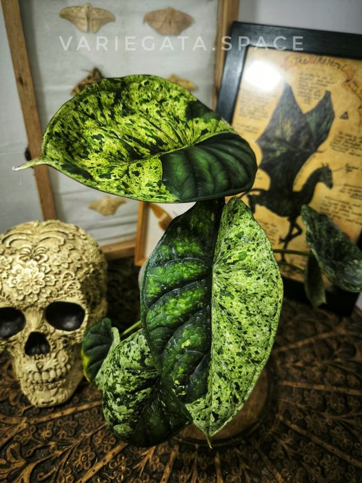 Alocasia Dragon Scale mint variegata bulwa alokazja
