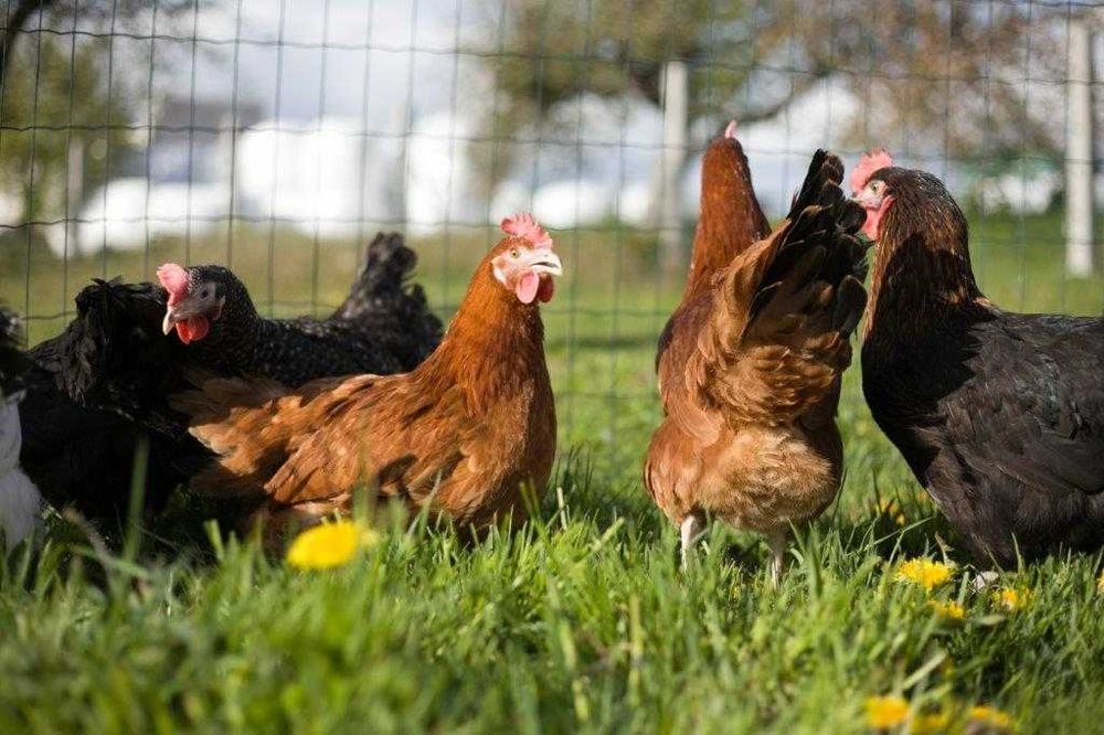 Kury kokoszki nioski rasy Rosa brązowa odchowana transport na miejsce