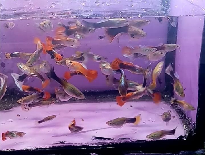 Gupik  mix różne kolory