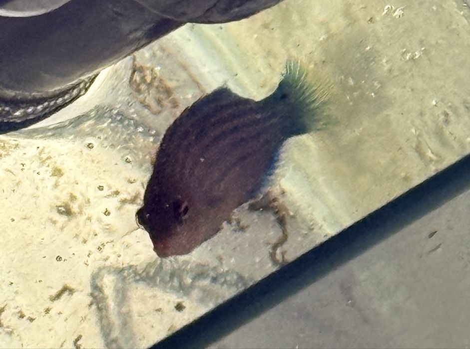 Troco ou vendo peixe de água salgada six line wrasse