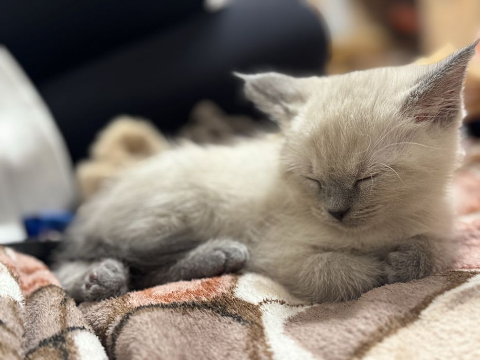 Дві киці від мами британки