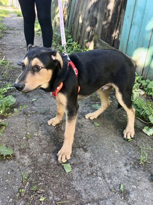 Чудове цуценя ШУКАЄ дім!