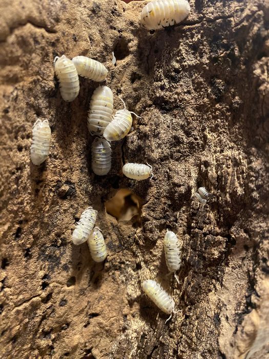 isopody armadillidium vulgare magic potion x10