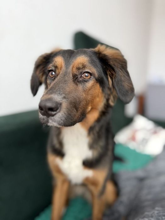 8 miesięczna suczka szuka domu