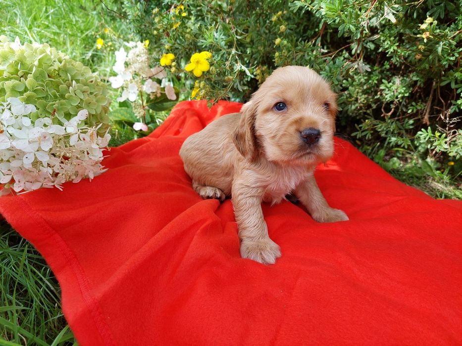 Cocker Spaniel Angielski Szczenię