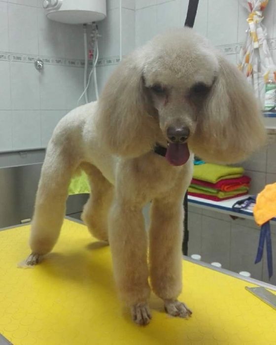 ГРУМІНГ (стрижка собак та котів)