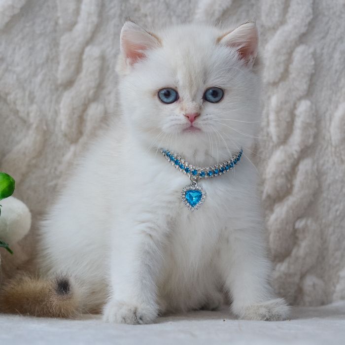 Київ. Нарядна британочка