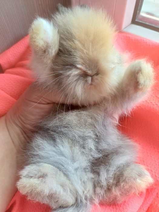 Malutki piekny karzełek teddy królik miniaturka