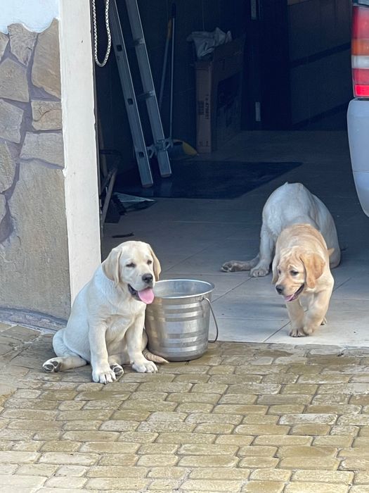 Кабель чистокровного Лабрадора ретривера предлагает услуги вязки