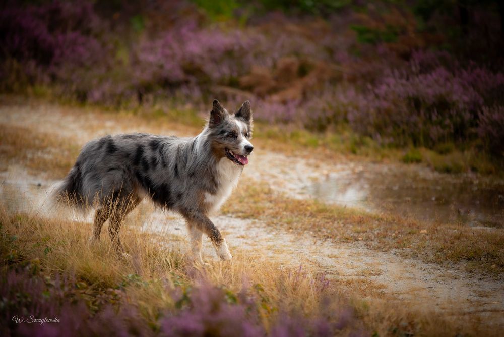 sunia tricolor border collie FCI
