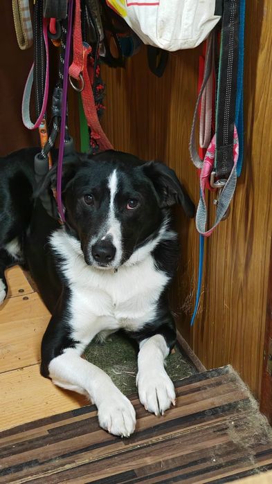 Wally do adopcji! Sandomierz