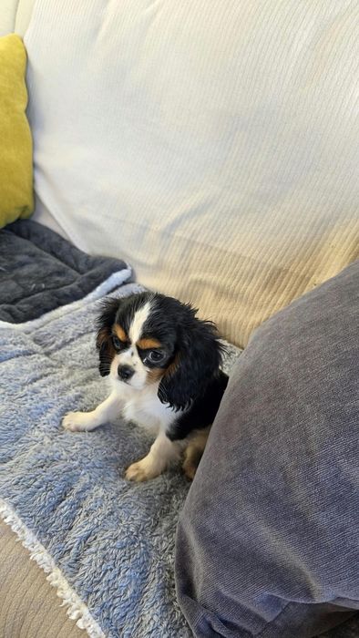 King Charles cavalier se tricolor(país com lop)
