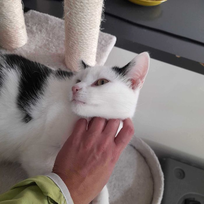 Kotka Czesia szuka cudownego domku