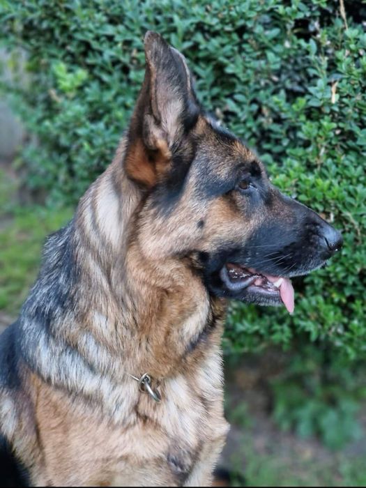 Owczarek niemiecki FCI