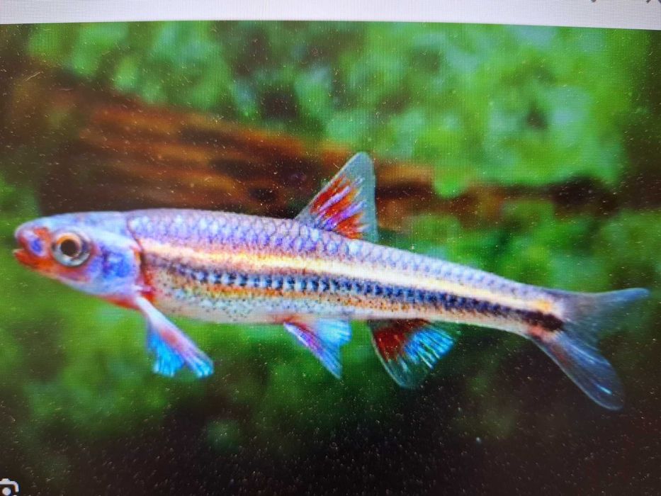 Błyszczek Tęczowy ( notropis chrosomus)